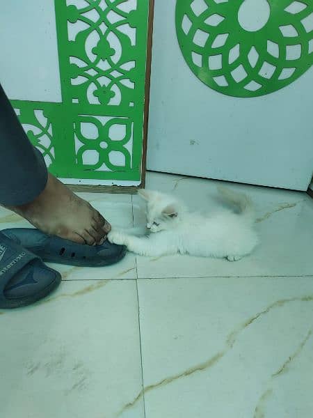 Persian White cat 4