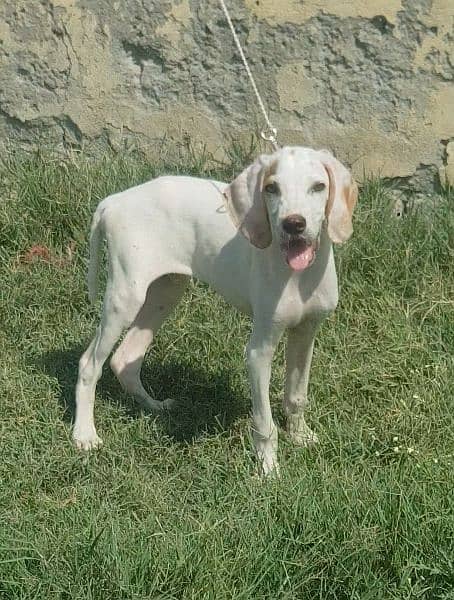 pure english pointer male 75 days good bloodline for sale 0