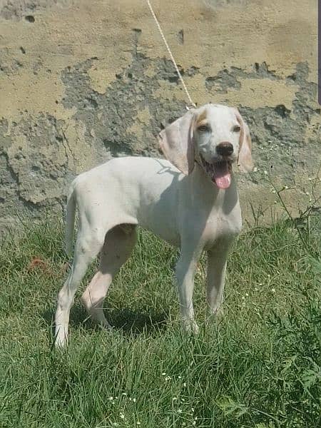 pure english pointer male 75 days good bloodline for sale 1