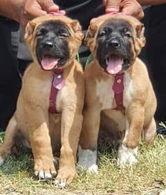 king Turkish kangal pair show quality havey bone structure for sale