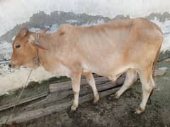 qurbani