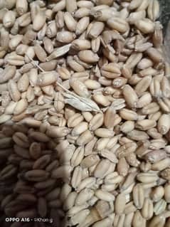 best quality wheat for sale