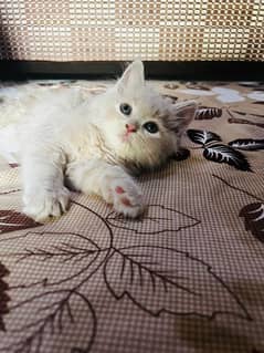 Persian cat triple coded ha 4 month Ka ha