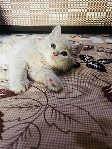 Persian cat triple coded ha 4 month Ka ha 0