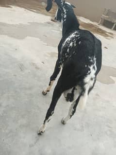 8 months, black makha cheeni kheera bakra