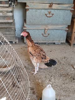 hen