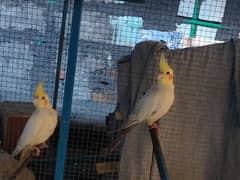 Cockatiel pair for sale