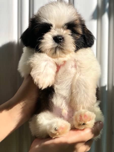 pedigree shihtzu pups available 0