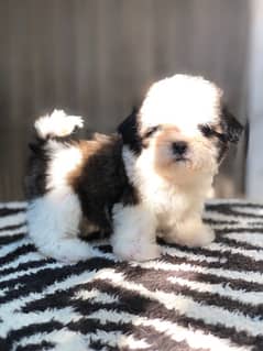 pedigree shihtzu pups available