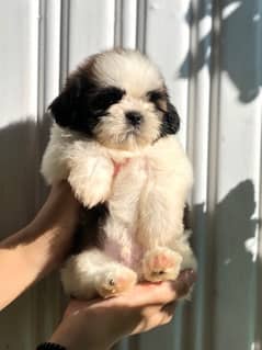 pedigree shihtzu pups available