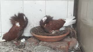 Beautiful Red Jacobin Pair