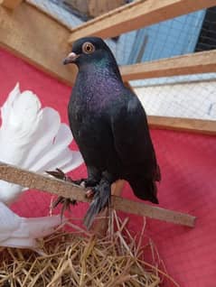 Fancy Pigeon Pairs