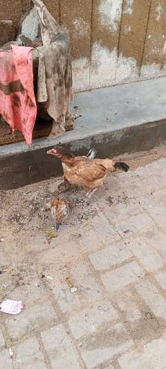 one hen 2 chick active and healthy WhatsApp 03172221163