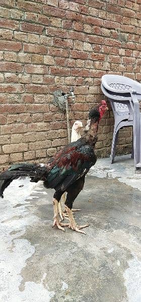 lakha aseel breeder with heri female home breed for sale 5