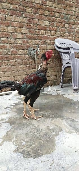 lakha aseel breeder with heri female home breed for sale 8