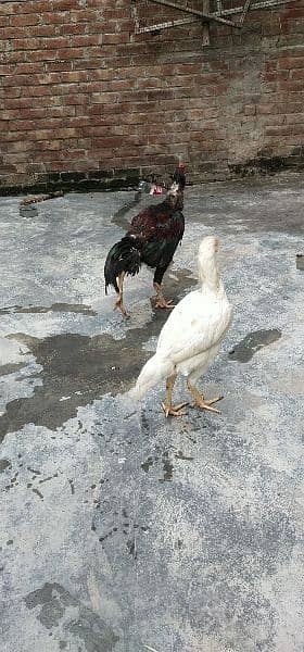 lakha aseel breeder with heri female home breed for sale 10