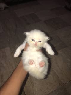 4 persian kittens for sale sami punch face