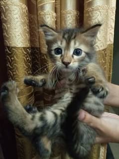 Persian kitten for sale