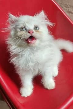 Persian kitten 03234315250 0