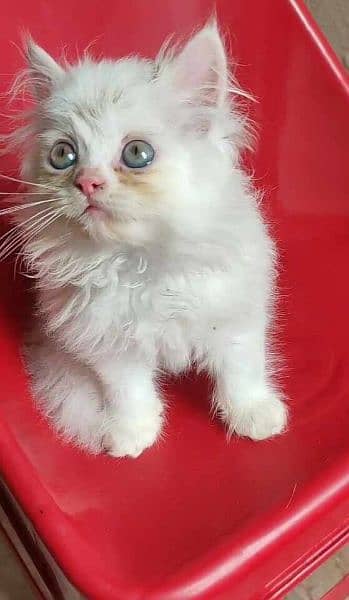 Persian kitten 03234315250 2