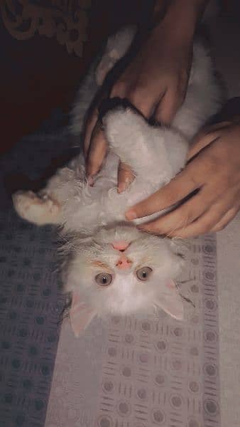 Persian kitten 03234315250 3