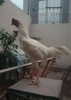 White O Shamo Chicks 3 months age 03164921635/03104876731 wattsapp