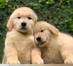 Pedigreed Golden Retreiver Puppies