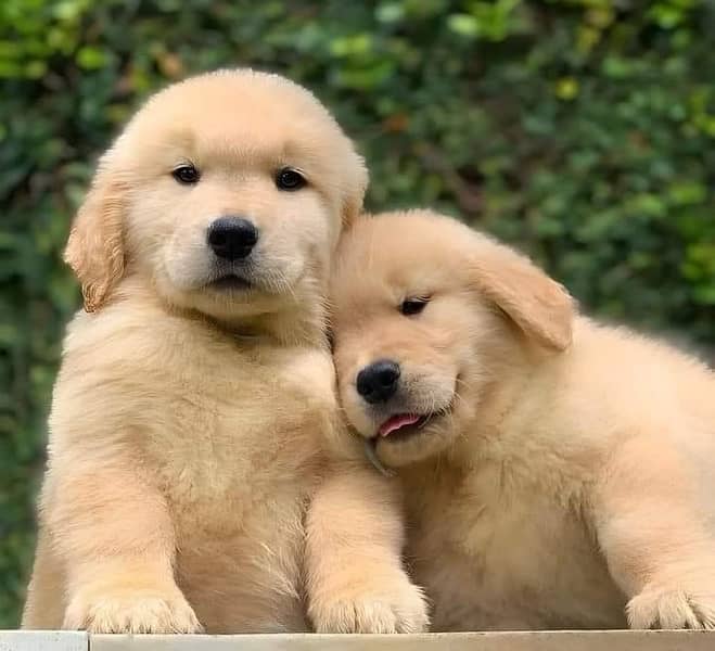 Pedigreed Golden Retreiver Puppies 0