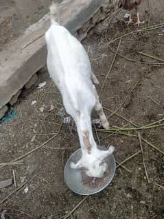 Goat bakri k bachy