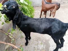 Beetal male goat Bakra for sale