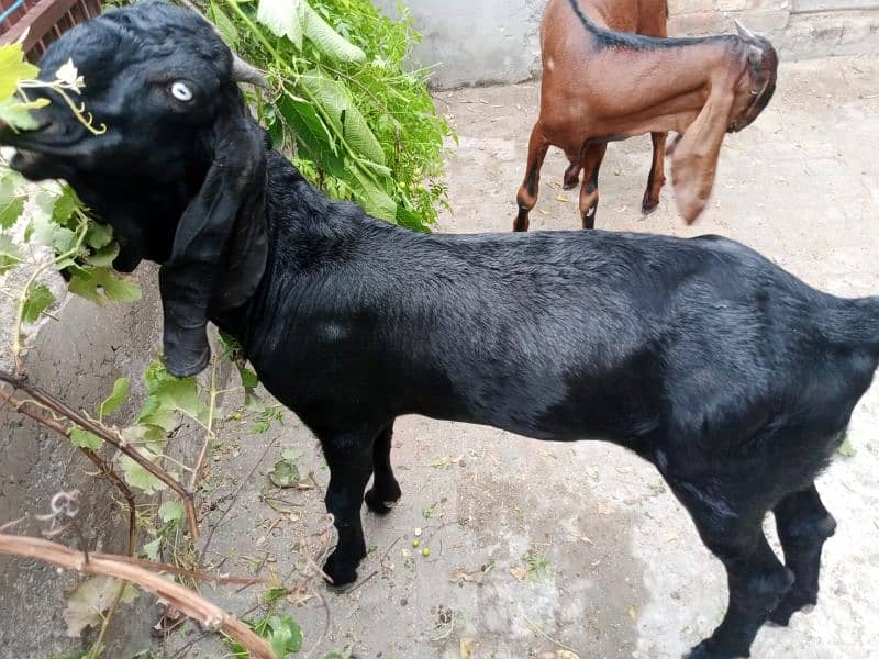 Beetal male goat Bakra for sale 0