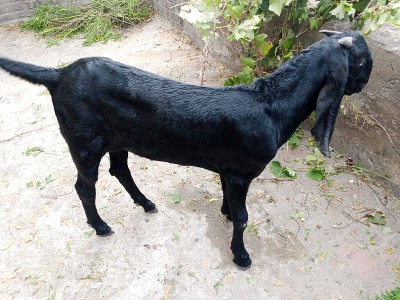 Beetal male goat Bakra for sale 1