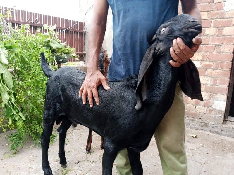 Beetal male goat Bakra for sale 2