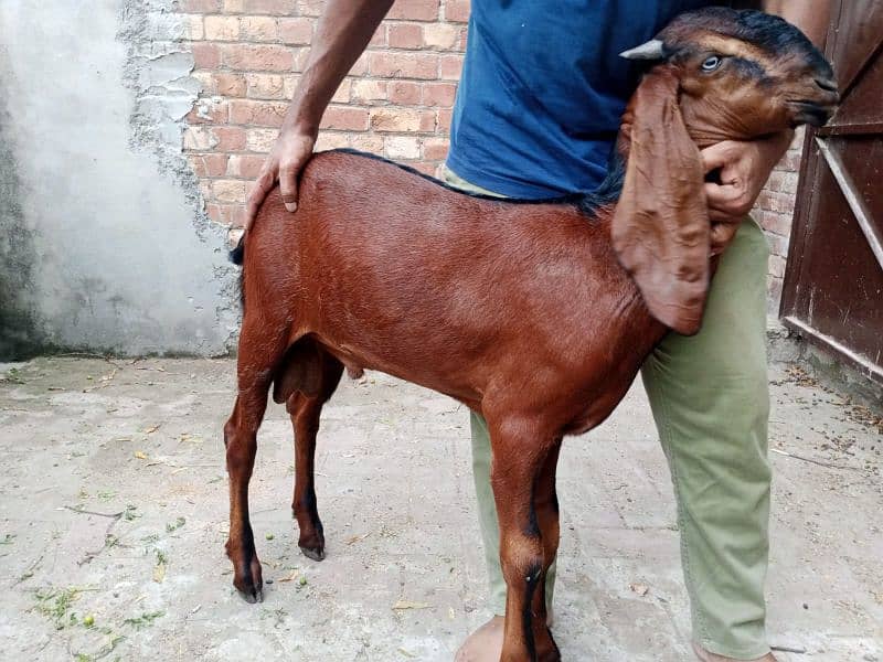 Beetal male goat Bakra for sale 3