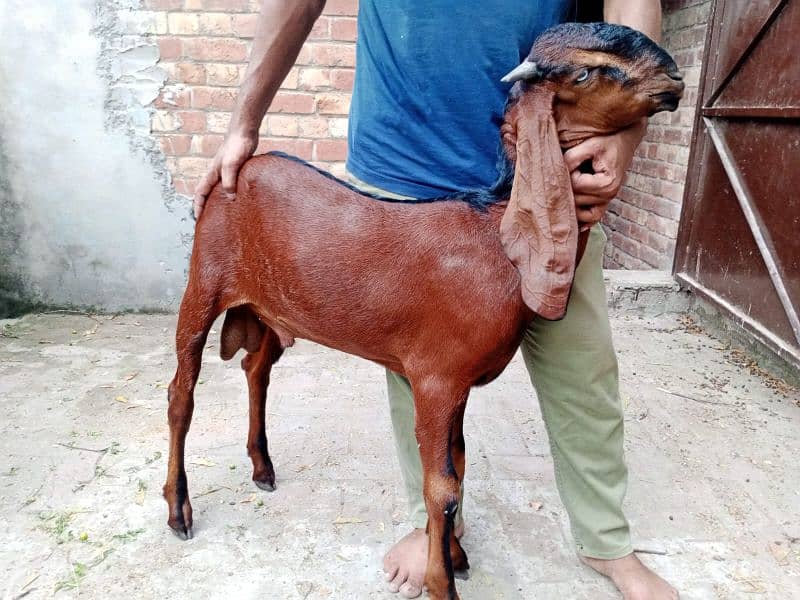 Beetal male goat Bakra for sale 4