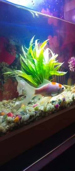 Aquarium nd fish plus all Accessories