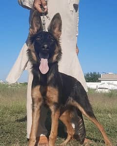 Belgium Shepherd female available for sale