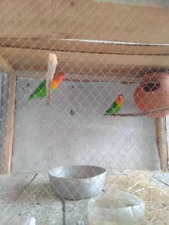 green Fisher love bird pair for sale first breed