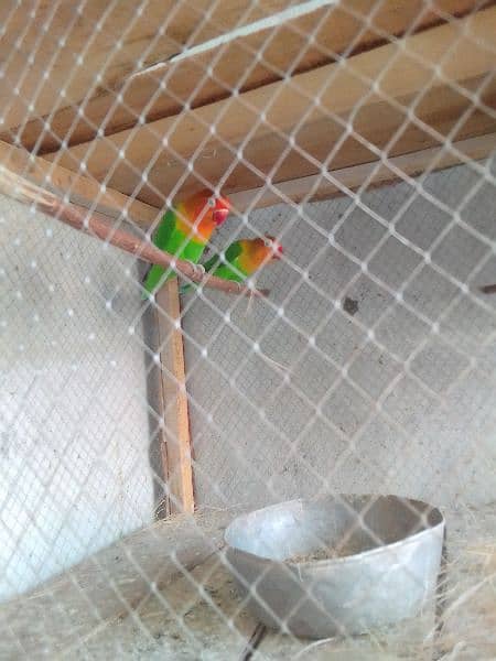 green Fisher love bird pair for sale first breed 1