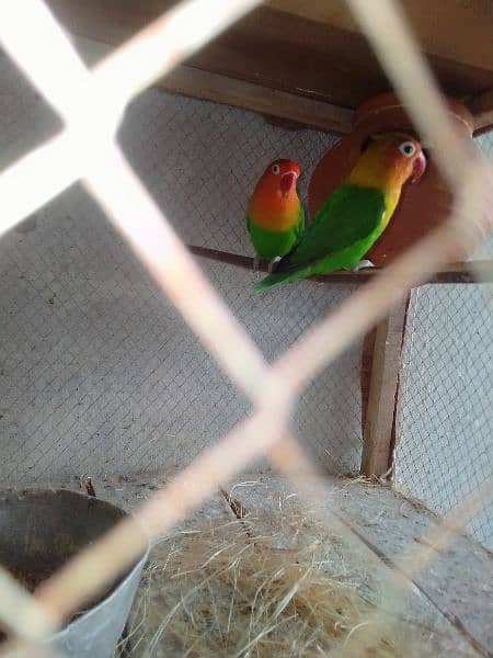 green Fisher love bird pair for sale first breed 2