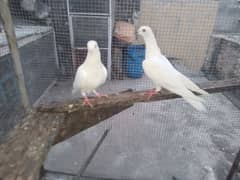 breeder pigeon pair 0,3,2,2,4,0,3,3,5,6,5