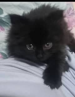 black fluffy kitten