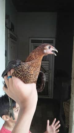 1 aseel cock and 4 hens for sale