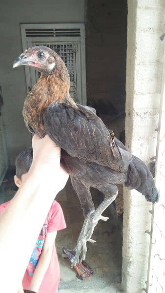 1 aseel cock and 4 hens for sale 3