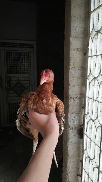 1 aseel cock and 4 hens for sale 4