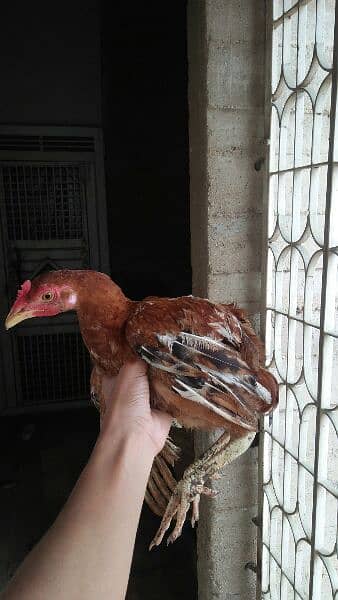 1 aseel cock and 4 hens for sale 5