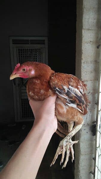 1 aseel cock and 4 hens for sale 6