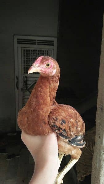 1 aseel cock and 4 hens for sale 7