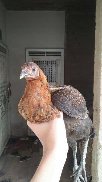 1 aseel cock and 4 hens for sale 10