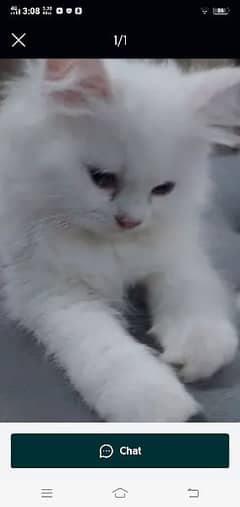 white  cat 0